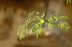 2022年不宜生子的属相