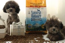 1994年属狗2024年冲太岁破解方法