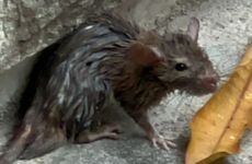 6月婚姻运最好的生肖2023年 红鸾星闪动喜获好姻缘！