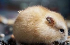 72年属鼠哪年走大运 1972年属鼠2023年家和万事兴