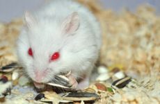 1984年的属鼠人命中有没有官运