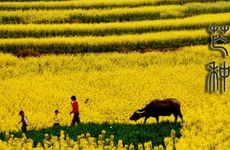 2024年芒种是什么时候？