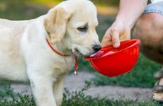 盘点属狗的名人有哪些？