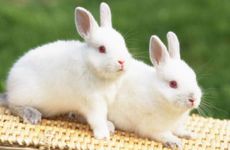 属兔人50岁中年运势如何