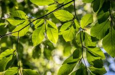 6月经济运亨通福星高照心想事成的星座