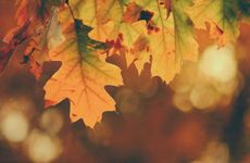 卫生间地漏防水怎么做 卫生间地漏防水安装做法