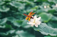 梦见遮阳伞是什么意思