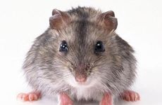 生肖鼠2023年运势及运程 财富吉星照耀且感情有红鸾桃花