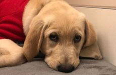 属狗的家里能摆鹿吗 摆鹿的风水作用和正确方法