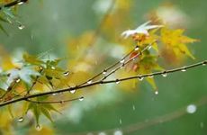 2024年什么时候白露 2024年白露是属于七月还是八月