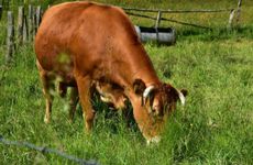 2022年农历五月属牛人学业运势如何 获得认可勇敢向前