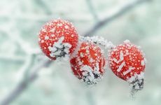 梦见捕捞龙虾　周公解梦之梦到捕捞龙虾