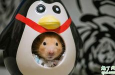 属鼠和什么属相做生意有什么好坏