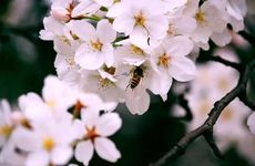 梦见很多老鼠是什么预兆 周公解梦