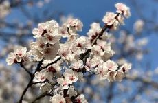 姻缘上上签 立春后桃花开的属相