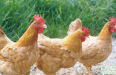 属鸡为什么一生六亲无靠 属鸡的人为什么六亲冷漠