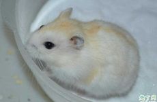 属鼠人交运当天忌讳什么