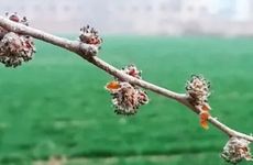 梦到自己脸上长疙瘩