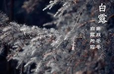 2024年白露是什么时候