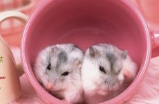 水瓶座属鼠的人2025年综合运程