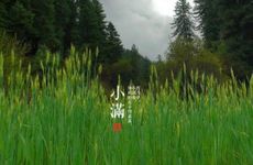 小满节气后一个节气是什么？有哪些习俗？