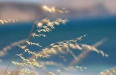 梦见绿树周公解梦，梦见绿树是什么意思？