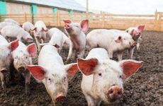 1983年属猪人最旺的年龄 1983年属猪的什么时候稳定