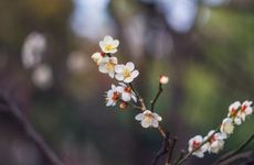 2024年龙树菩萨圣诞的农历时间 2024年龙树菩萨圣诞几月几日