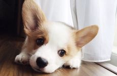 1970属狗2023最危险的一个月属狗人2023年倒霉月份