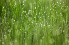 2024谷雨与养生 谷雨节气如何养生