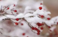 梦见柏树周公解梦，梦见柏树是什么意思？