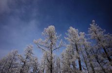 为什么立冬要吃鸽子 哪些人立冬不宜吃鸽子