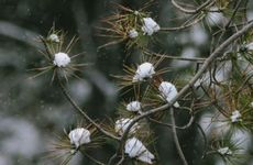 属相猴和虎合吗 虎和猴属相合不合亲情
