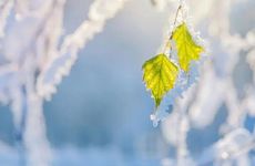 立冬吃羊肉是哪里的风俗