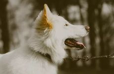 麦玲玲2023年属狗兔年运程 2023年属狗佩戴什么好