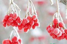 梦见蛇咬自己是什么兆头？