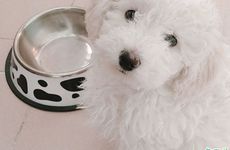 2006年属狗在2025高考顺利吗