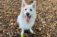 梦见戴了一串玛瑙项链