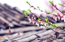 什么植物招财挡煞气 去霉运的绿植推荐