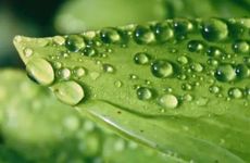 寒露的来历由来是什么？寒露有什么物候特征？