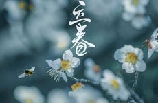 梦见松树 松树丛周公解梦，梦见松树 松树丛是什么意思？