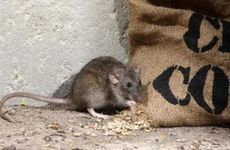 1996年属鼠人丙子涧下水命详解