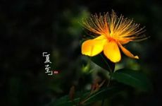 从夏至开始，迎来贵人运，会机会多多，如鱼得水的三大星座