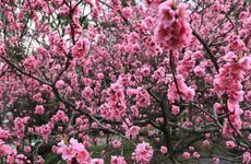 沙发在横梁下面好吗 沙发上有横梁怎么化解