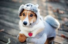 属狗的喜神是什么 属狗一生远离这个人