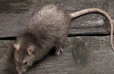 1996属鼠最苦命出生日期 96年什么时候出生的鼠命不好