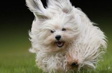 生肖狗2022年下半年运势大全 属狗2022年下半年运势运程