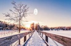 发财树放在哪里最旺财 适合摆放在西北方