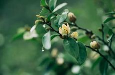 2022年对联什么时候贴好 贴春联的讲究是什么