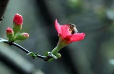 梦见下暴雪是什么征兆